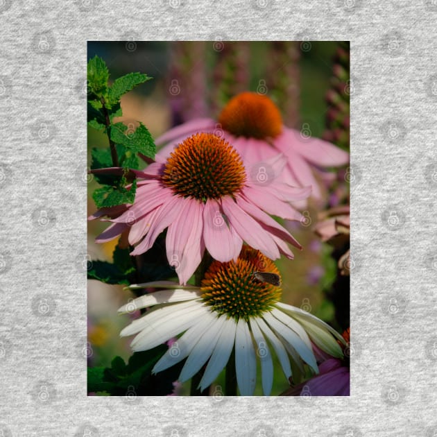 Echinacea Purpurea with Small Butterfly by jojobob